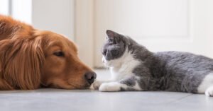 Ultimate pet products buying guide for dogs and cats