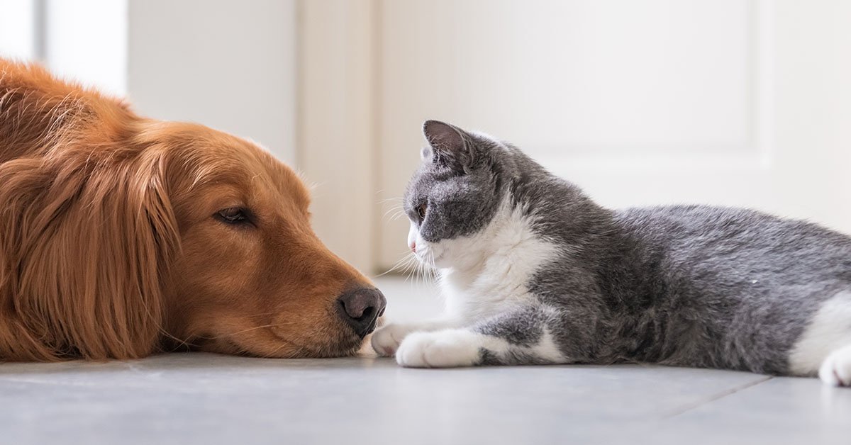 Best Pet Products 2026: Ultimate Buying Guide for Dogs, Cats & More